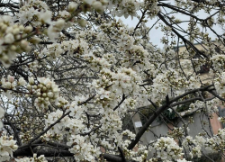 «Краснодар, родненький»: Маргарита Симоньян показала фото цветущего города