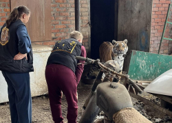 Житель Краснодарского края три года держал тигрицу в сарае 