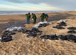 На Кубани ввели краевой режим ЧС из-за разлива мазута
