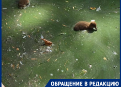 «Источник зловония и размножения инфекций»: городской пруд в Краснодаре превратили в тухлое болото
