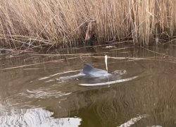 Дельфина спасли от мучительной смерти в сетях в Краснодарском крае