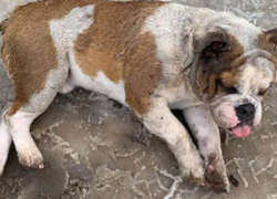 Краснодарская полиция проверяет информацию о выброшенном в мусорный бак псе