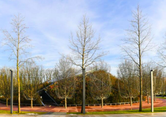 Холм с кедрами появится в парке Галицкого 