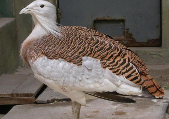 Зверье мое: когда поет дрофа