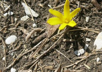 В Абинском районе натуралисты обнаружили редчайший цветок