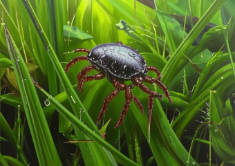 Из-за аномального тепла на Кубани проснулись клещи 