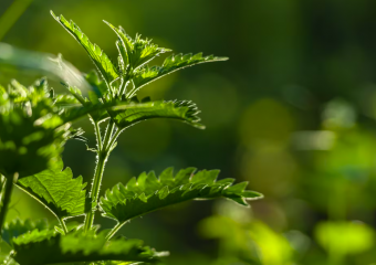 Жалит и лечит: для чего краснодарцам может пригодиться крапива