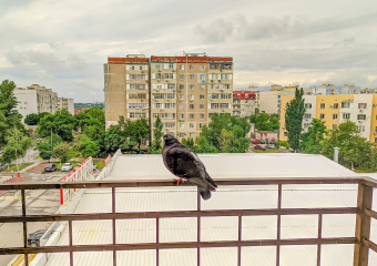 Исследование Домклик: Краснодар вошёл в рейтинг самых востребованных городов для посуточной аренды жилья на предстоящие новогодние праздники 