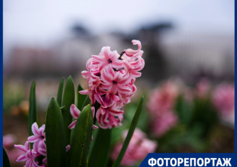 Нежные крокусы, розовая магнолия и гиацинты: весна украсила парк Галицкого первыми цветами