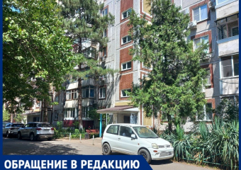 Тошнотворный запах и антисанитария: краснодарка заполонила квартиру кошками и кошмарит соседей