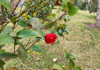 Яркие бутоны алой камелии распустились в парке Галицкого
