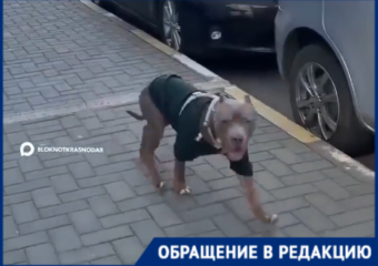 «Мне потом косточки от своей собаки собирать?»: краснодарку разозлил бесповодочный пес на территории ЖК