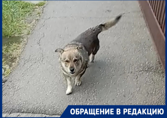 В Краснодаре пёс без ошейника устроил «блокпост» у дверей дома