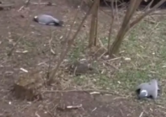 В Краснодарском крае продолжается массовое вымирание птиц