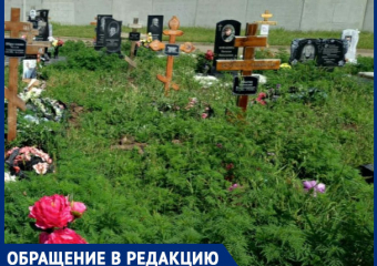 Кладбище в хуторе Копанском Краснодара утопает в амброзии