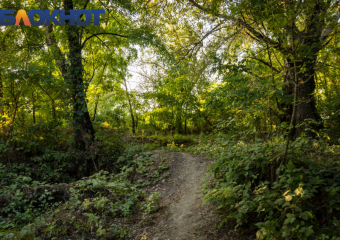 На Кубани проверили загадочную гибель более сотни диких кабанов