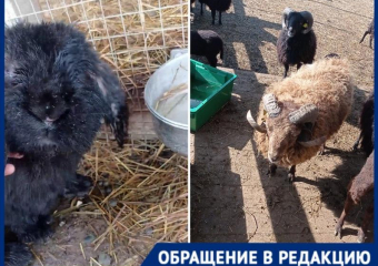 «Измученные жарой животные под гнетом толп»: ферма альпак в Горячем Ключе шокировала краснодарку 