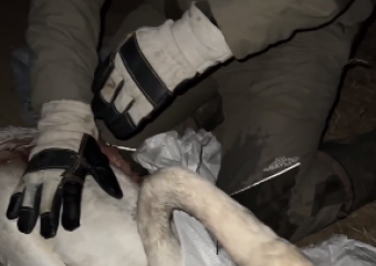 Краснодарцы спасли замерзающего раненого лебедя