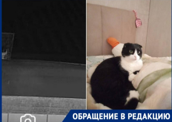 Несчастную кошку заманили в ловушку и похитили в Краснодаре 