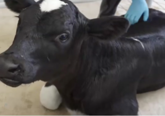 В Краснодарском крае впервые клонировали корову