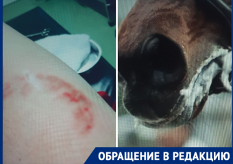 Лошадь с признаками бешенства укусила ребенка в Геленджике 