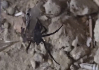 Похожих на ядовитую чёрную вдову пауков заметили в Краснодаре