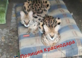 Запершую краснокнижных сервалов в гараже краснодарку оштрафовали, а кошек отдали в «Сафари Парк»