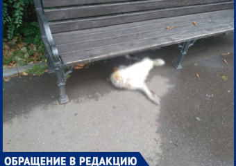 «Дворовая собака бьется в судорогах, помогите»: в Краснодаре массово отравили уличных животных
