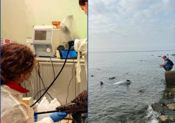 Всплеск смертности дельфинов фиксируют у берегов Анапы