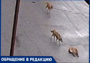 «Щенков убили на глазах у детей»: в станице Кубани устроили расправу над бездомными животными
