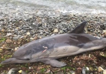 Изувеченный рыболовными сетями дельфин выбросился на берег в Новороссийске