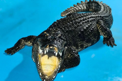 Крокодиловая ферма в Краснодаре