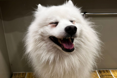 Передержка и стрижка животных  - зоогостиница «Pride»* - 