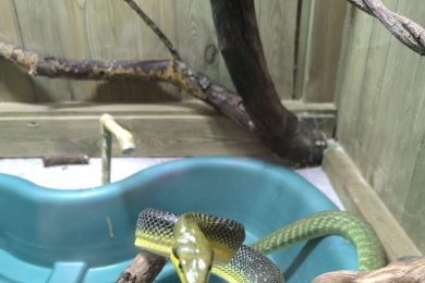 Крокодиловая ферма в Краснодаре - 