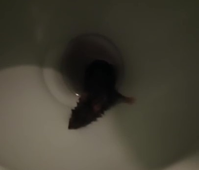 Крыса вылезла через туалет к жительнице Новороссийска и ее коту
