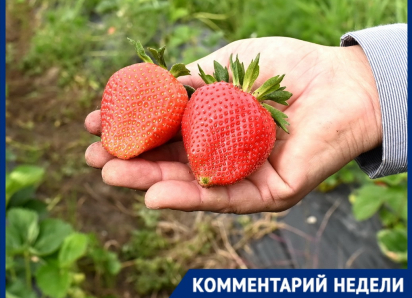 «Пострадали более 50 га клубники»: фермеры Кубани прогнозируют потери урожая из-за подтоплений