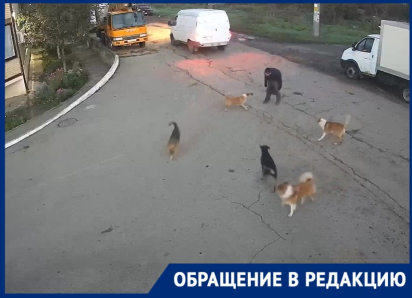 «Это очередное нападение»: в Знаменском бездомная собака укусила подростка по дороге в колледж