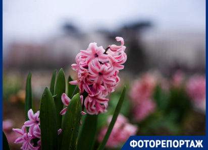Нежные крокусы, розовая магнолия и гиацинты: весна украсила парк Галицкого первыми цветами