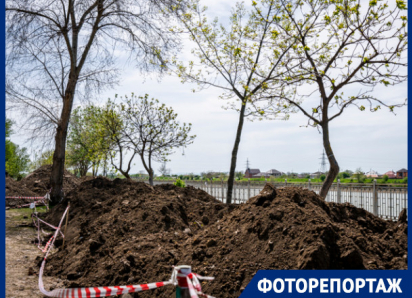 При ремонте набережной в Рождественском парке Краснодара деревья утопили в земле