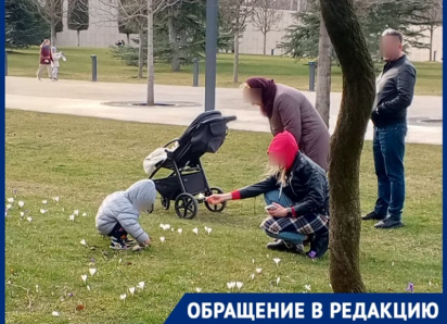 «Ведут себя как дикари»: посетители уничтожают крокусы в парке Галицкого