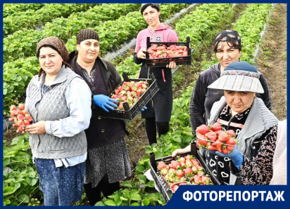 Сезон сбора клубники начался на Кубани: какие факторы влияют на цену и урожай?