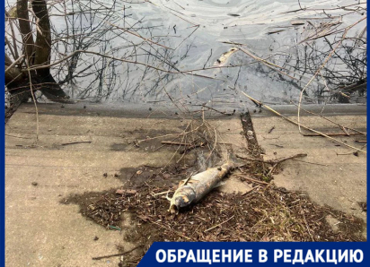 Мертвая рыба в черной воде: краснодарцы бьют тревогу из-за сброса отходов в Карасунские озера