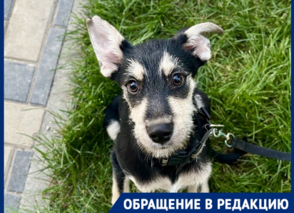 Братьев и сестёр убили, а он попал под машину: в Краснодаре ищут любящую семью для щенка