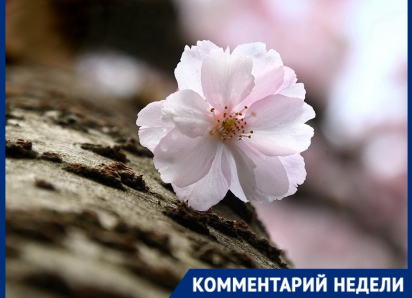 Вишня, слива и абрикос: как найти настоящую сакуру среди «двойников» в Краснодаре