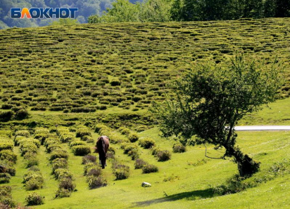 Улитки, сыр и чай с кубанских холмов: гастроместа Кубани, ради которых стоит свернуть с трассы