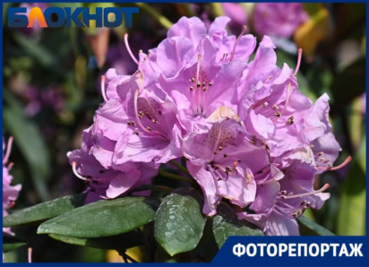 Розы, ирисы и удивительный рододендрон: Краснодар утонул в цветах 