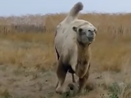 В Ейском районе туристы обнаружили истощенного верблюда