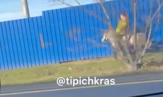 «Леди Годива уже не та»: скачущая на пони краснодарка удивила автомобилистов