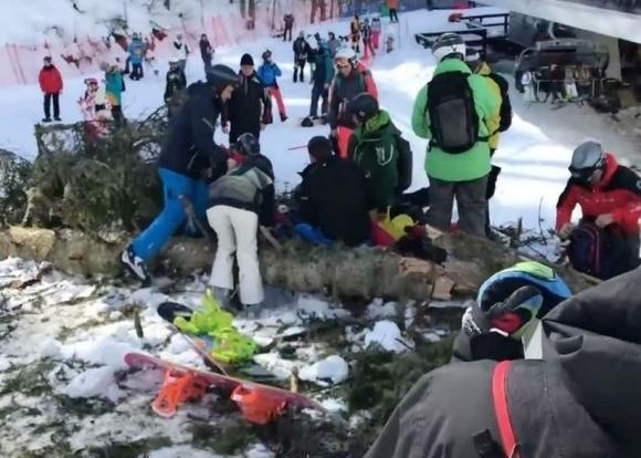 «Хочешь сосну - езжай в Сочи»: 20-метровое дерево упало на катавшуюся на склоне сноубордистку