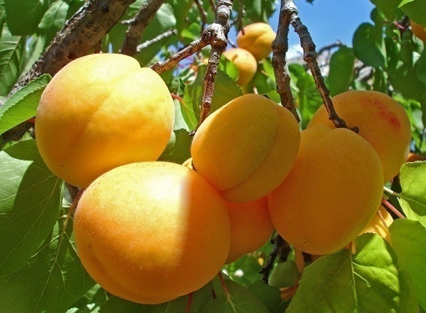 В Краснодаре предложили посадить абрикосы вокруг Карасунских прудов